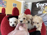MALTESE YAVRULAR MALTİPO VE TOY POODLE YAVRULAR ANKARA