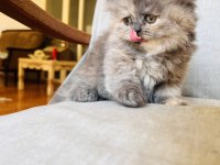 RENGARENK CHİNCHİLLA KEDİSİ