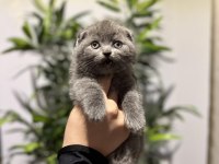 SCOTTISH FOLD GRİ YAVRULARIM