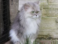 1 YAŞINDA DOĞUM YAPMAMIŞ DİŞİ SCOTTISH
