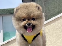 4 AYLIK DİŞİ RED BROWN TOY POODLE