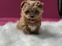 Petmode köpek çiftliğinden tea cup morkie