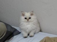 British longhair dişi eve erkek yavrular