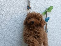Ev ortamında toy poodle yavrular