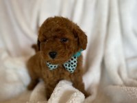 Kore Poodle Bebekler