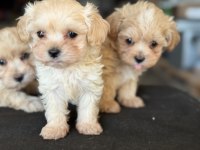 Show kalite tea cup kore maltipoo yavrularmız