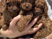 Petmode köpek çiftliğinden ziyarete açık toy poodle