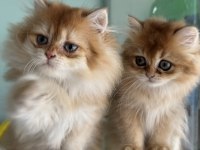 Show kalite golden longhair british yavrularımız