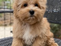 Mini Maltipoo