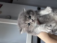 Bebek british longhair kedimiz