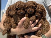 Petmode den toy poodle yavrular ziyarete açık