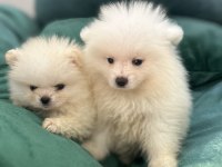 Kar Beyaz Pomeranian Bebekler