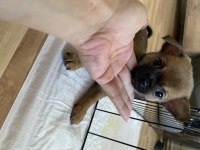 Chihuahua Bebekler