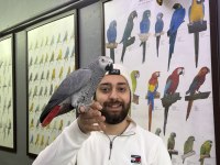 FULL EĞİTİMLİ ÇOK KONUŞAN JAKO PAPAĞANI