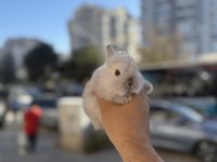 CÜCE BEBEK İSTEYENLERE