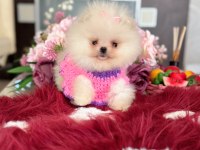 MİNİ BOY POMERANİAN KÜÇÜK PRENSES