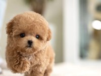 MAYA KIZIMIZIN MÜKEMMEL YAVRUSU TOY POODLE