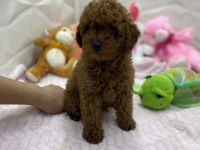Erkek dişi orijinal kore poodle yavrularımız