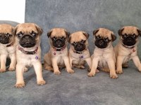 A kalite PUG yavrularımız