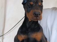 A şecere safkan doberman yavruları