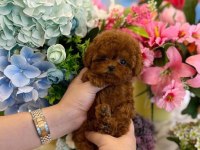 Küçük poodle prensesler