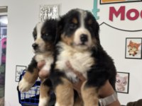 Petmode köpek çiftliğinde ziyarete açık bernese dog