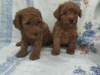 Kaliteli Poodle Yavrularimiz