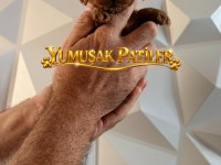 SEVİMLİ IRK TOY POODLE