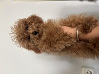 Pofuduk Poodle