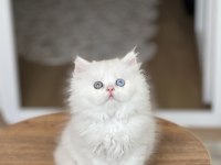 GOLD EYES BRİTİSH LONGHAİR YAVRUM