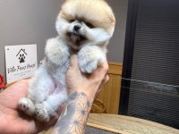 ORJİNAL IRK VE SAĞLIK GARANTİLİ KÖPEKLERİMİZ