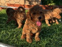 Üst kalite sağlık ırk garantili toy poodle yavrular