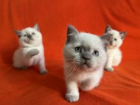 PIRIL PIRIL SAFKAN BLUPOİNT BRİTİSH YAVRULAR