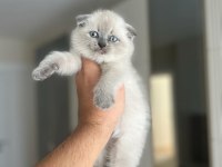 SCOTTISH FOLD BLUE POİNT YAVRULARIM