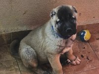Kaliteli kangal yavruları