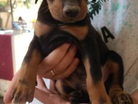 Hasım yok eden cinsten doberman
