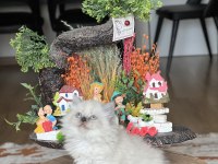 SAFKAN OYUNCU BRİTİSH LONGHAİR YAVRUM