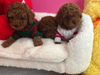 Toy poodle 2 aylık