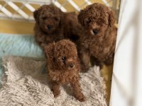 Toy Poodle Şecereli Anneden