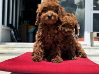 Petmode Köpek Çiftliğinden Redbrown Toy Poodle