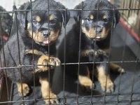 KOCA KAFA ROTTWEİLER