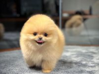 AA Kalite Safkan Garantili Pomeranian Yavrular