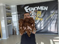 SHOW CLASS EN GÜZEL TOY POODLE YAVRULAR RENK RENK ANK