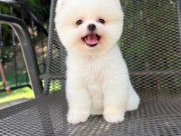Orjinal Pomeranian Boo