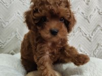 Biblo gibi poodle kızımız yeni yuvasını arıyor