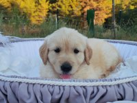 Baby face safkan golden retriever yavruları
