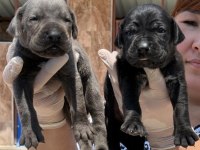 Cane corsa alan koruma köpeği yavruları