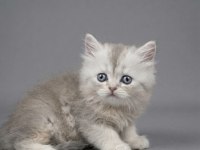 British longhair yavru kedimizi sahiplendirme