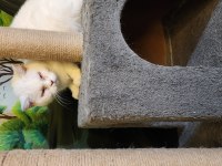 SAFKAN BEMBEYAZ KEDİMİZ