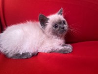 Blue point british shorthair bebekler